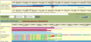 Si può liberamente girovagare tra i dati prodotti sul sito di Ensembl. Il database tiene traccia di tutti i "pezzettini" di cui vi parlavo prima, ed è possibile addiritura visualizzarli singolarmente. Sulla sequenza di riferimento umana, stiamo osservando un pezzettino di ACTB, il gene della Beta-actina (una proteina strutturale di tutte le cellule). Se le letture sono abbastanza (coverage: più è, meglio è), è possibile derivare una sequenza (consensus) del genoma che stiamo indagando (nel nostro caso, vogliamo sapere la sequenza del genoma deli Neanderthal, naturalmente!). Credito: ENSEMBL.org