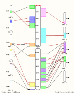 In questa immagine si possono osservare le regioni di sintenia tra il cromosoma 1 unano (al centro) rispetto ai cromosomi del cane (a sinistra e a destra). Fonte: Ensembl