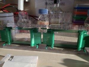 Uno degli apparati più utilizzati per la preparazione di gel di poliacrilamide.