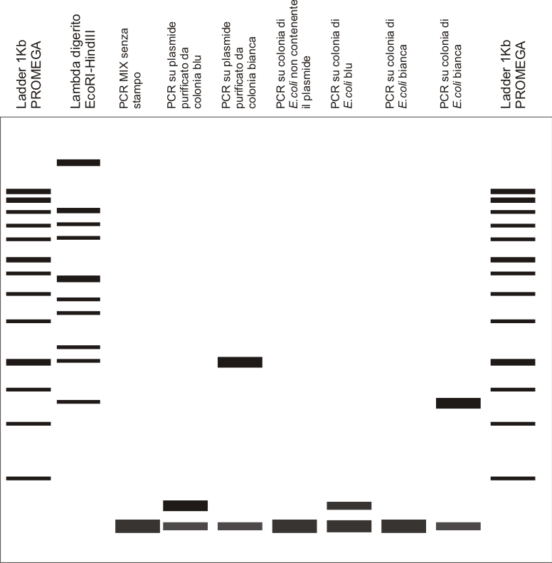 mappa del DNA plasmidico