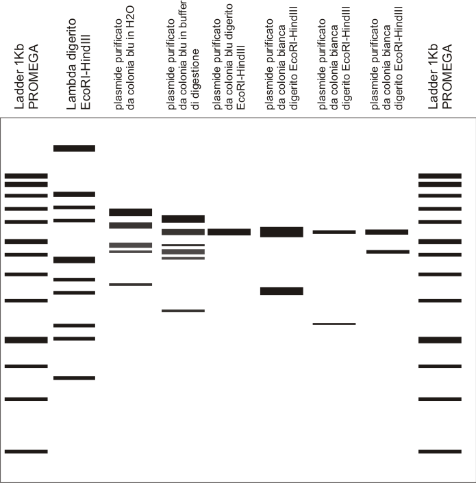 mappa del DNA plasmidico